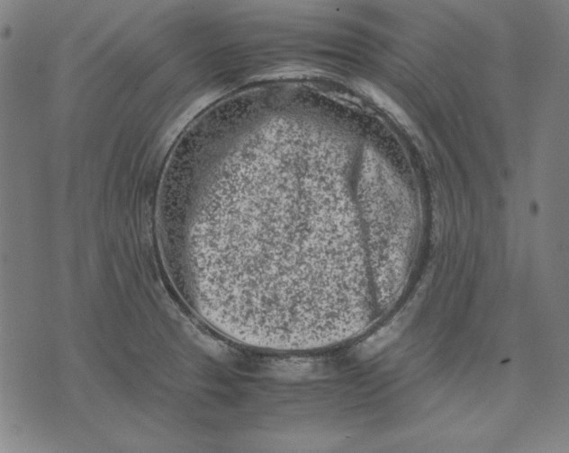 X0000072551329200607281639