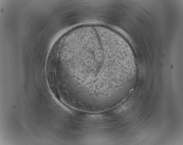 X0000072551335200607281639