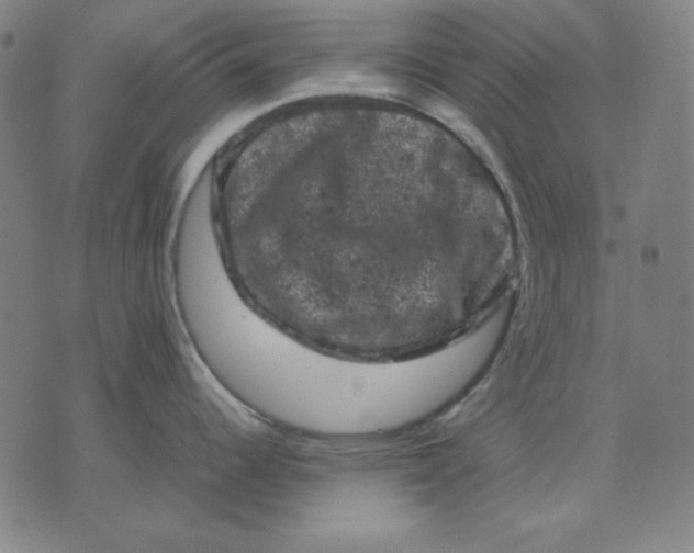 X0000072551344200607281639