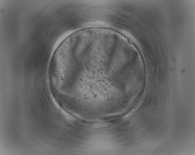 X0000072551440200607281638