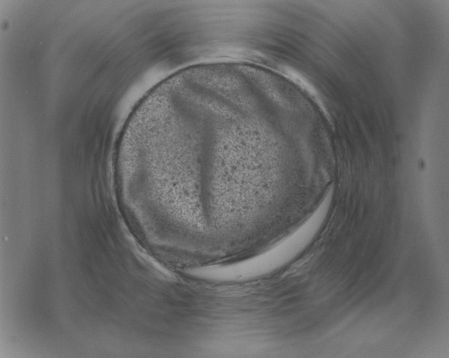 X0000072551480200607281636