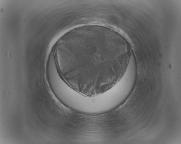 X0000072551520200607281636