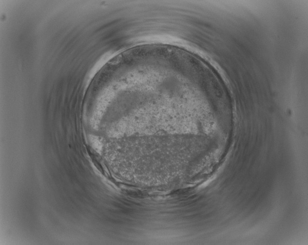 X0000072551529200607281636