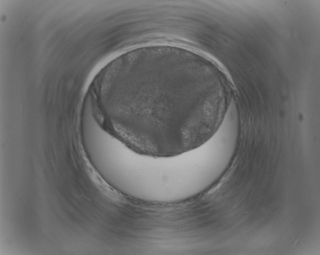 X0000072551530200607281636