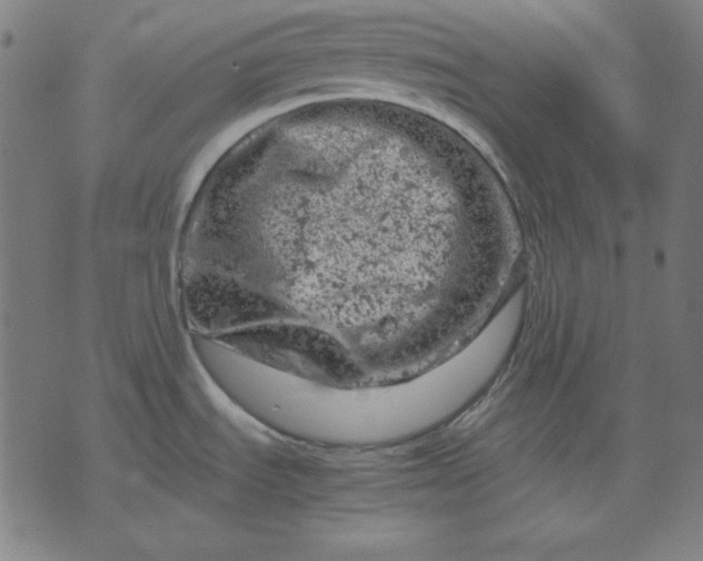 X0000072551535200607281636