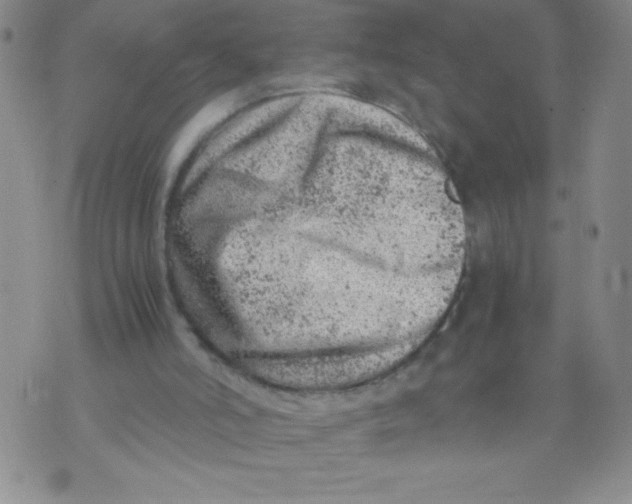 X0000072550006200608041659