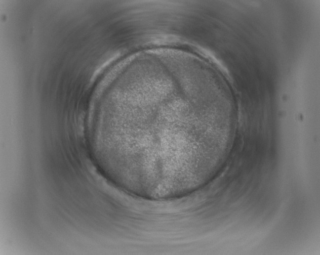 X0000072550010200608041659