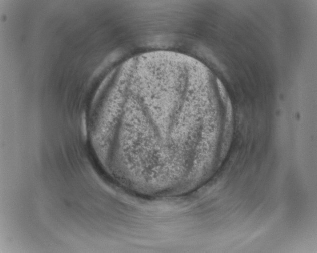 X0000072550020200608041659