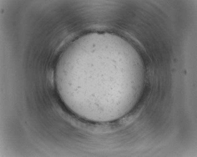 X0000072550024200608041659