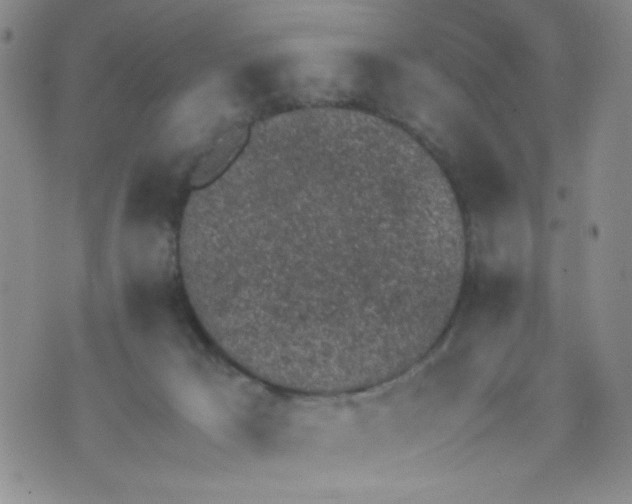 X0000072550029200608041659