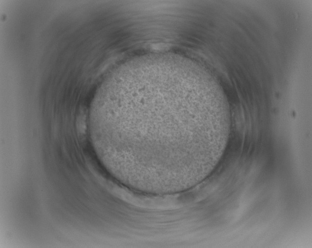 X0000072550032200608041659