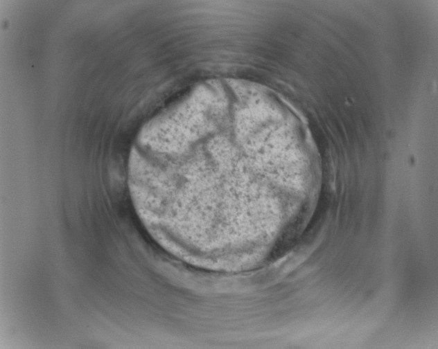 X0000072550040200608041659