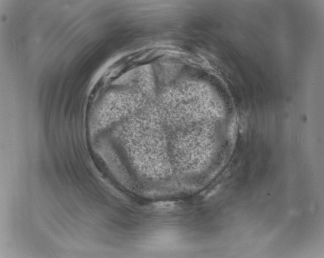 X0000072550052200608041658