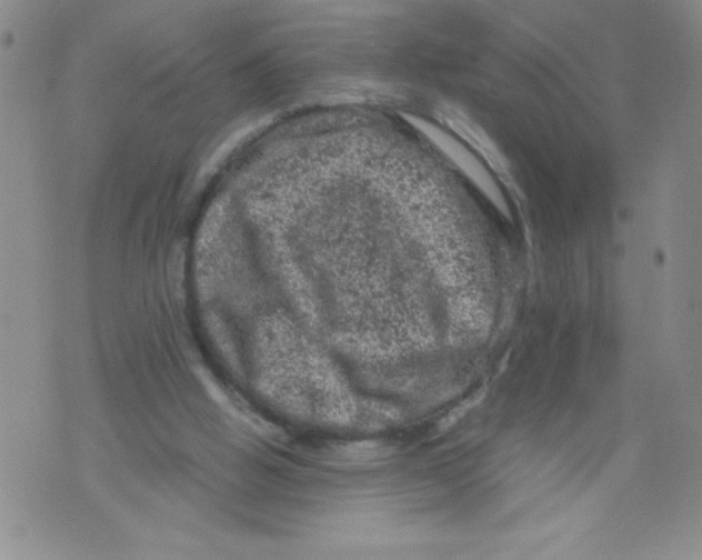 X0000072550058200608041658