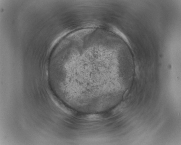 X0000072550059200608041658