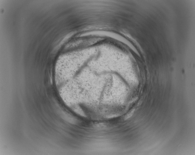 X0000072550062200608041658