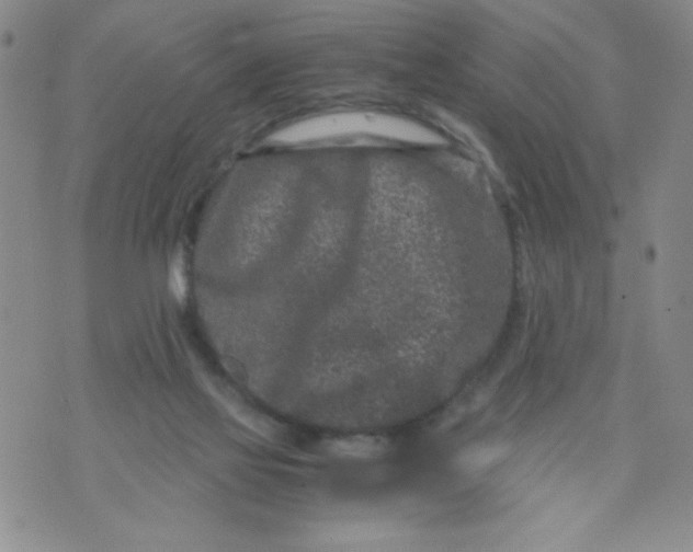 X0000072550069200608041658