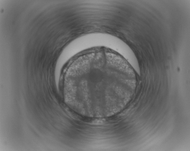 X0000072550080200608041658