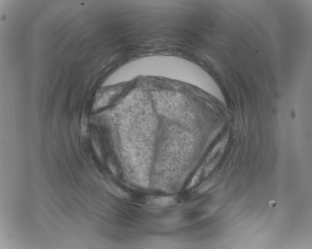 X0000072550081200608041658