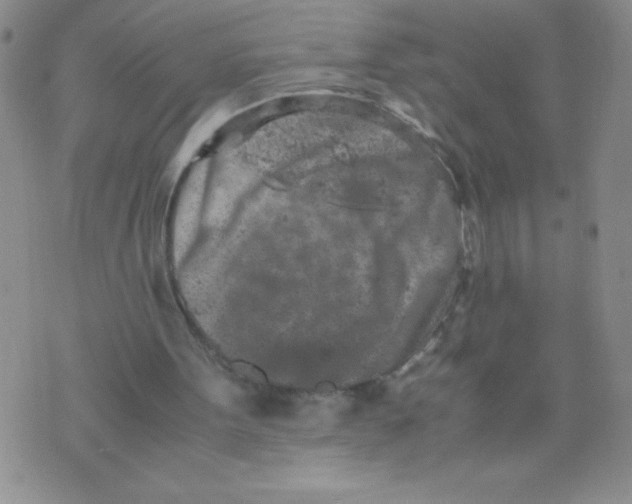 X0000072550099200608041658