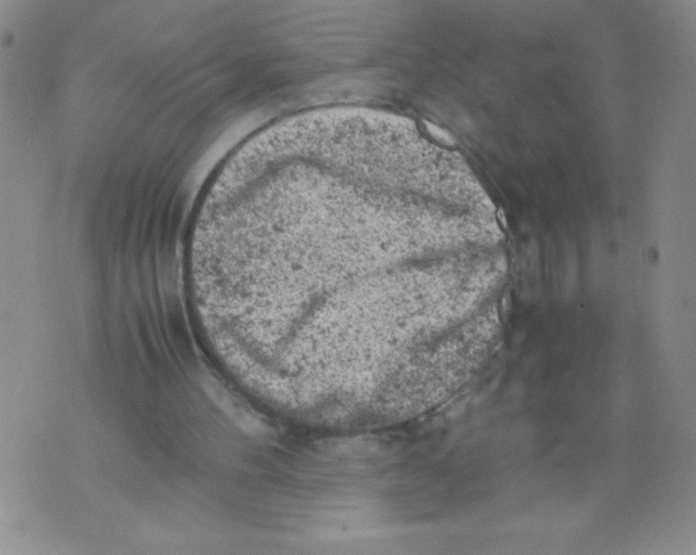 X0000072550100200608041658