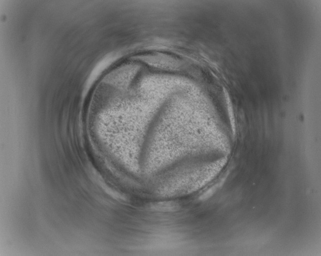 X0000072550102200608041658