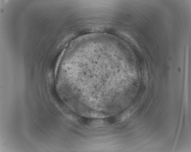 X0000072550123200608041657