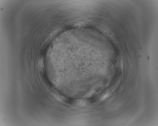 X0000072550127200608041657