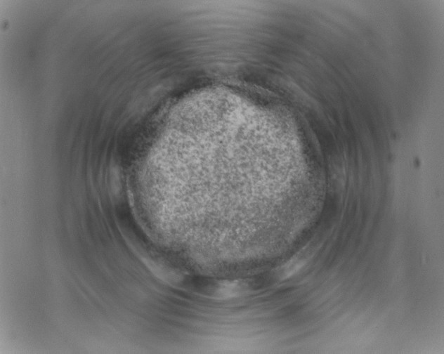 X0000072550130200608041657