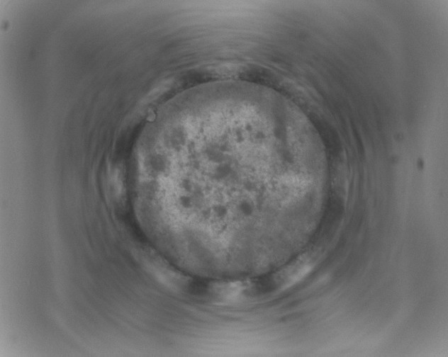 X0000072550131200608041657