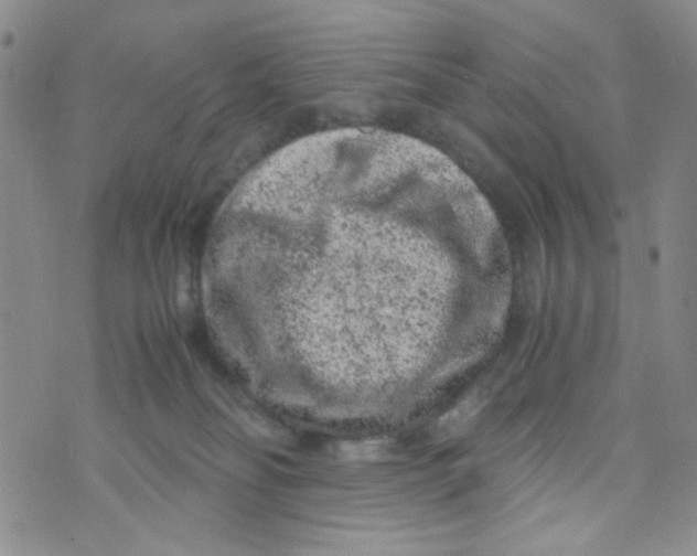 X0000072550134200608041657