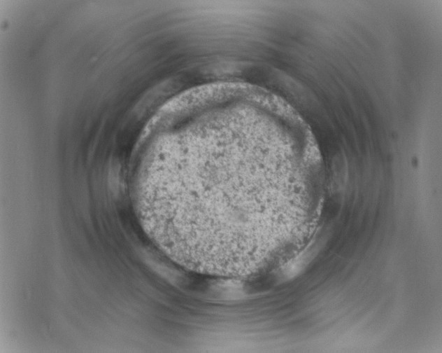 X0000072550140200608041657