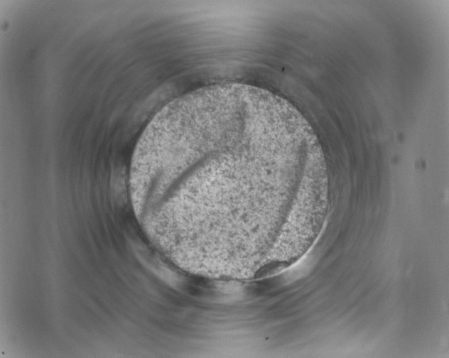 X0000072550144200608041657