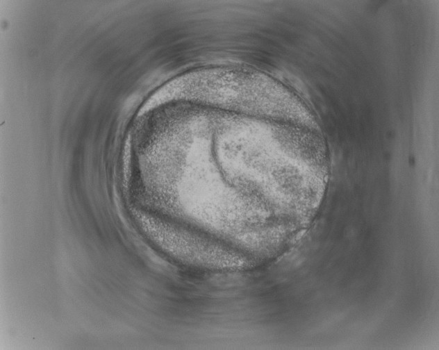 X0000072550145200608041656