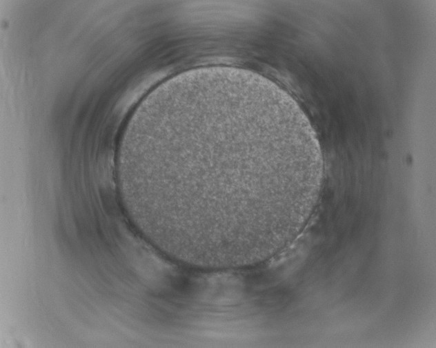 X0000072550146200608041656