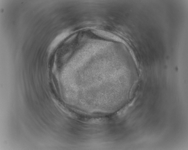 X0000072550149200608041656