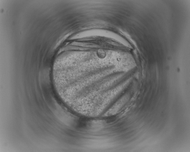 X0000072550154200608041656