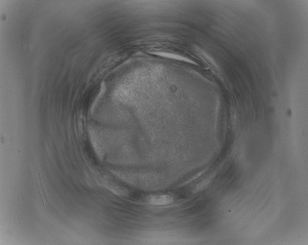 X0000072550169200608041657