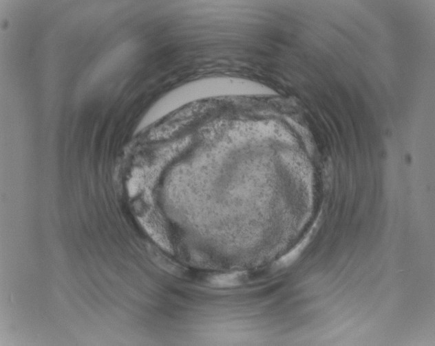 X0000072550178200608041657