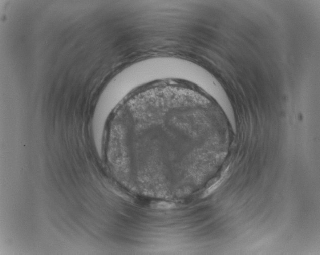 X0000072550180200608041657