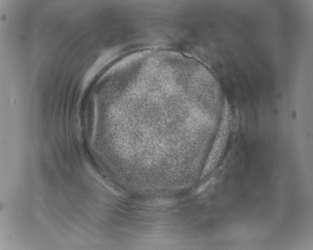 X0000072550198200608041656