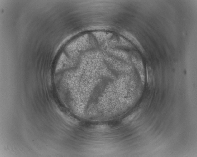 X0000072550204200608041656