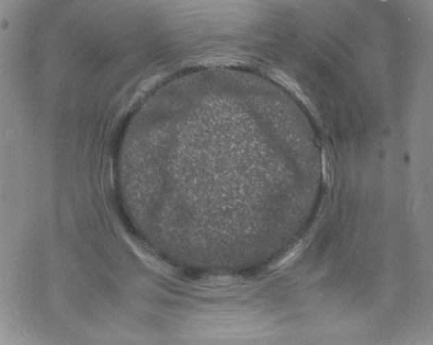 X0000072550205200608041656