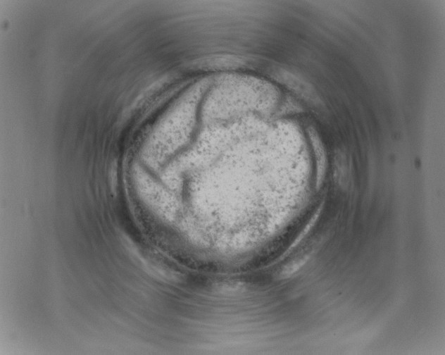 X0000072550206200608041656