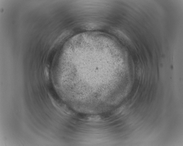 X0000072550214200608041656