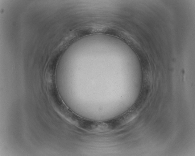 X0000072550215200608041656