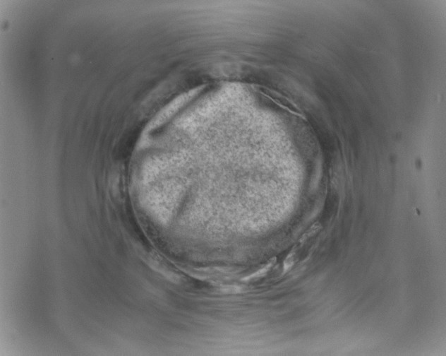 X0000072550233200608041656