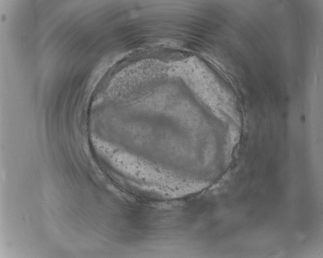 X0000072550241200608041655