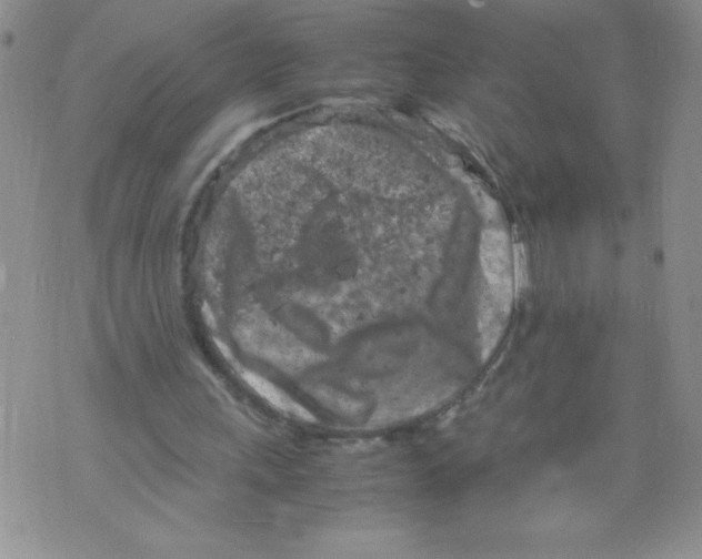 X0000072550243200608041655