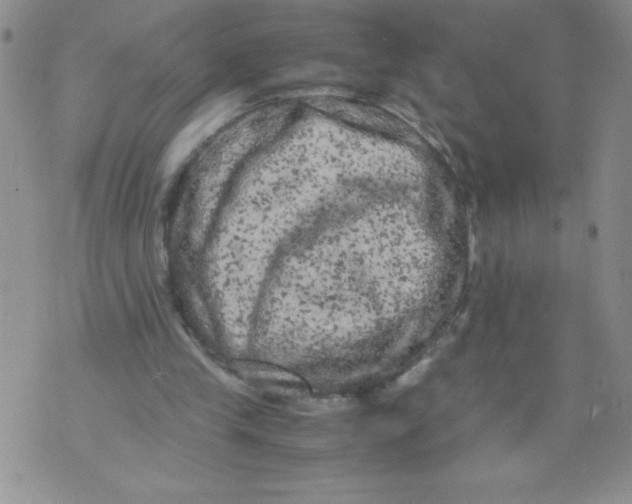 X0000072550245200608041655